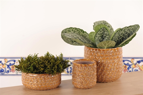 BlumenSchale, Pinecone Keramik Ø16x H7cm, braun BlumenSchale, Pinecone Keramik Ø16x H7cm, braun