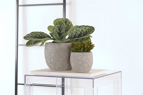 Blumentopf, Ardosa Zement Ø11.5x H10.5cm, grau Blumentopf, Ardosa Zement Ø11.5x H10.5cm, grau