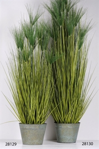 Zierpflanze, Papyrus in Zinkeimer H150cm, grün* Zierpflanze, Papyrus in Zinkeimer H150cm, grün*