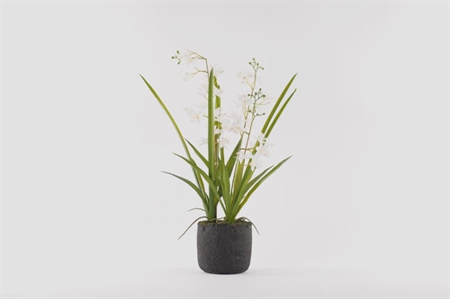 Cymbidium mini, Orchidee mit Scholle H65cm, weiss Cymbidium mini, Orchidee mit Scholle H65cm, weiss
