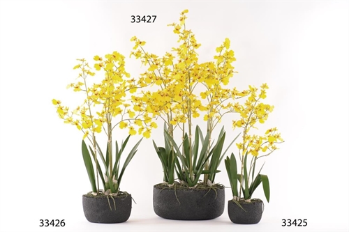 Oncidium, Orchidee mit Scholle H56cm, gelb Oncidium, Orchidee mit Scholle H56cm, gelb