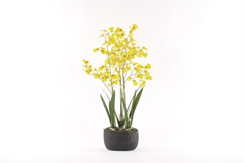Oncidium, Orchidee mit Scholle H70cm, gelb Oncidium, Orchidee mit Scholle H70cm, gelb