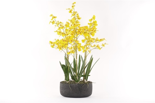 Oncidium, Orchidee mit Scholle H83cm, gelb Oncidium, Orchidee mit Scholle H83cm, gelb