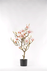 Magnolia, Baum im Topf H90cm, rosa/weiss Magnolia, Baum im Topf H90cm, rosa/weiss