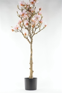 Magnolia, Baum im Topf H150cm, rosa/weiss Magnolia, Baum im Topf H150cm, rosa/weiss