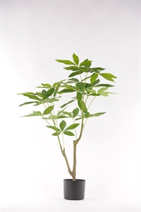 Pachira, Geldbaum im Topf, H90cm, grün Pachira, Geldbaum im Topf, H90cm, grün