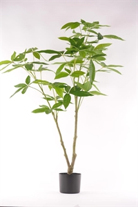 Pachira, Geldbaum im Topf, H123cm, grün Pachira, Geldbaum im Topf, H123cm, grün