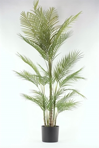 Forest, Farn im Topf, H132cm, grün Forest, Farn im Topf, H132cm, grün