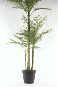 Forest, Farn im Topf, H169cm, grün Forest, Farn im Topf, H169cm, grün