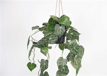 1,2,3- letzte Stücke