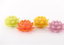 Schwimm-Kz, Seerosen